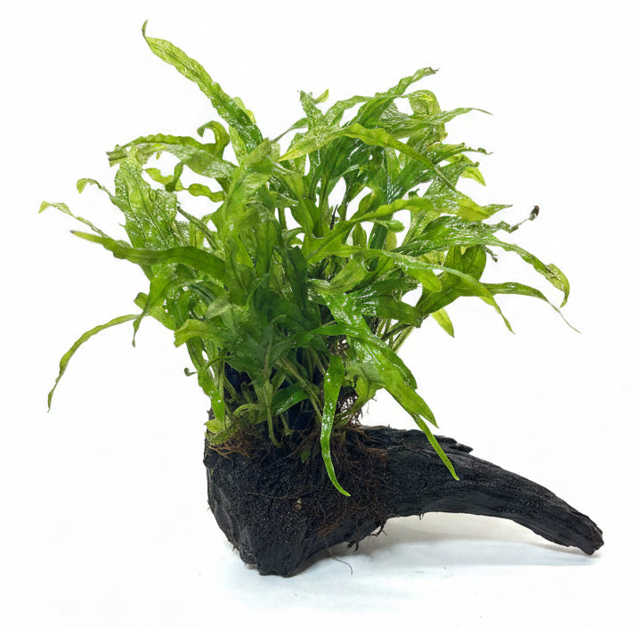 Java Fern Trident - Microsorum pteropus 'Trident' on driftwood | Potted Plants | Largest Tropical Fish Selection at Your Local Fish Store