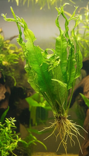 Microsorum pteropus 'Windelov'