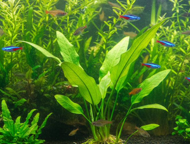 Cryptocoryne Lucens Bare Root - WL085 | Potted Plants | Largest Tropical Fish Selection at Your Local Fish Store
