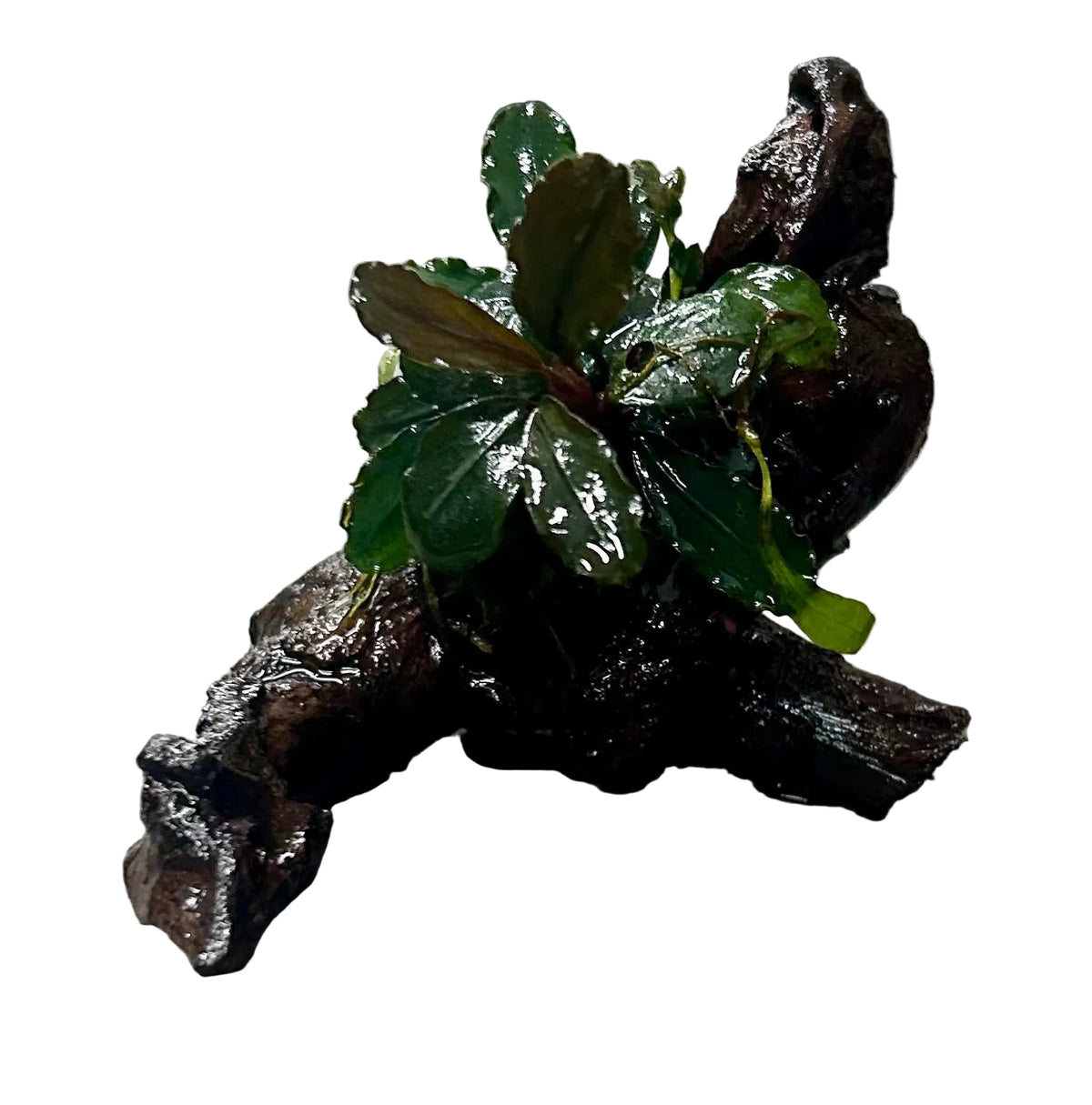 Bucephalandra brownie ghost ulu kapu on small driftwood