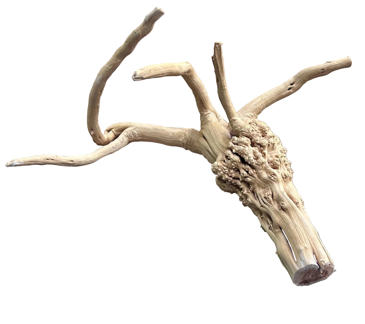 W.Y.S.I.W.Y.G.- 610 - Piece of Spiderwood | Substrates & Hardscape | Largest Tropical Fish Selection at Your Local Fish Store