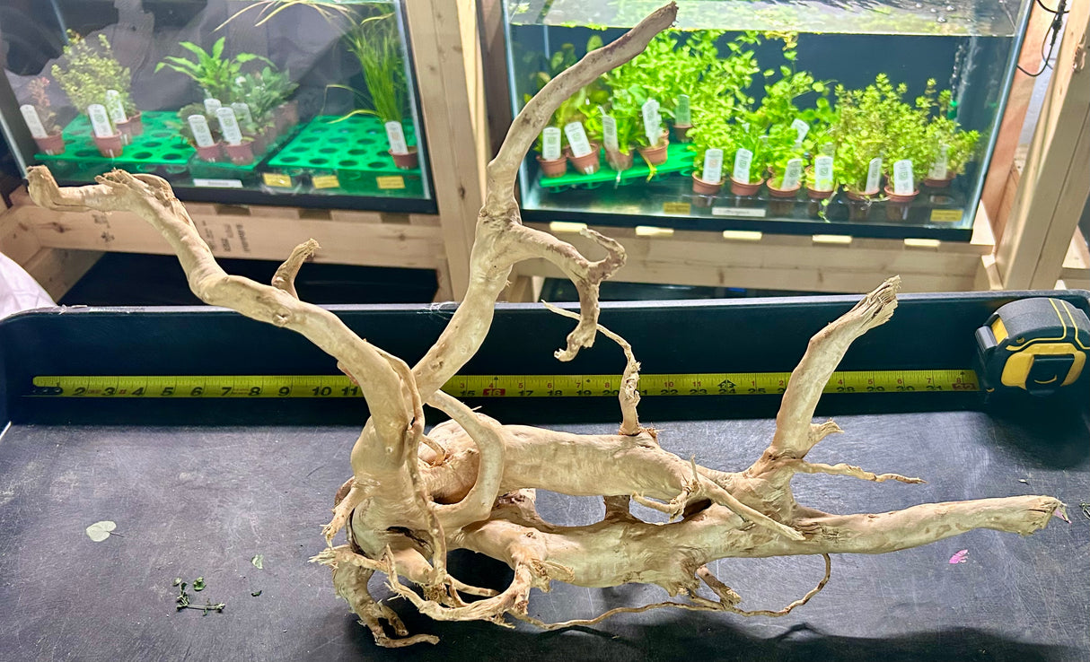 W.Y.S.I.W.Y.G.- 611 - Large Piece of Spiderwood