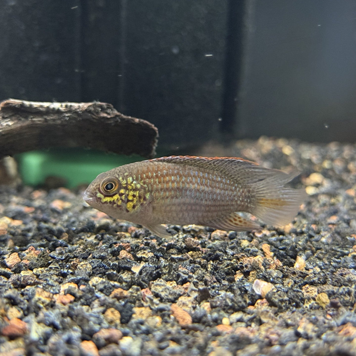 Nanacara bimaculata 3-4cm (Locally Bred)