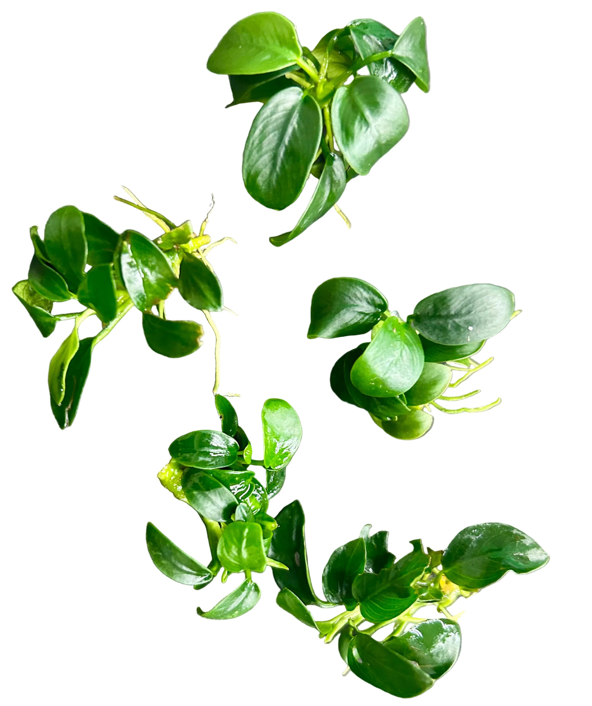 Anubias barteri var. nana ‘Petite’
