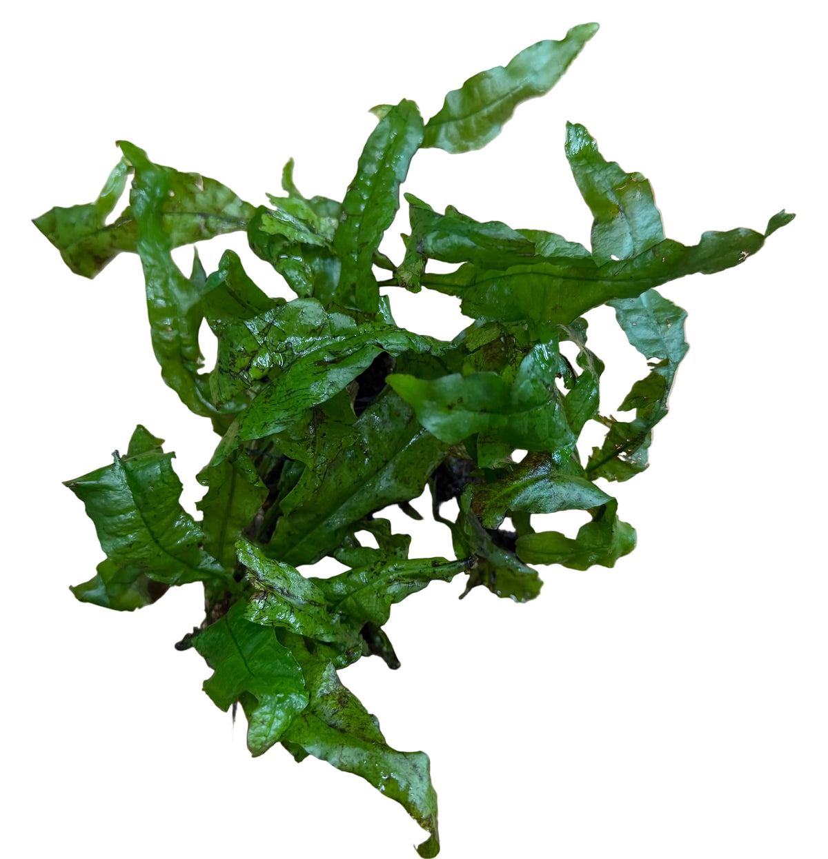 Java Fern (Microsorum pteropus) on Wood