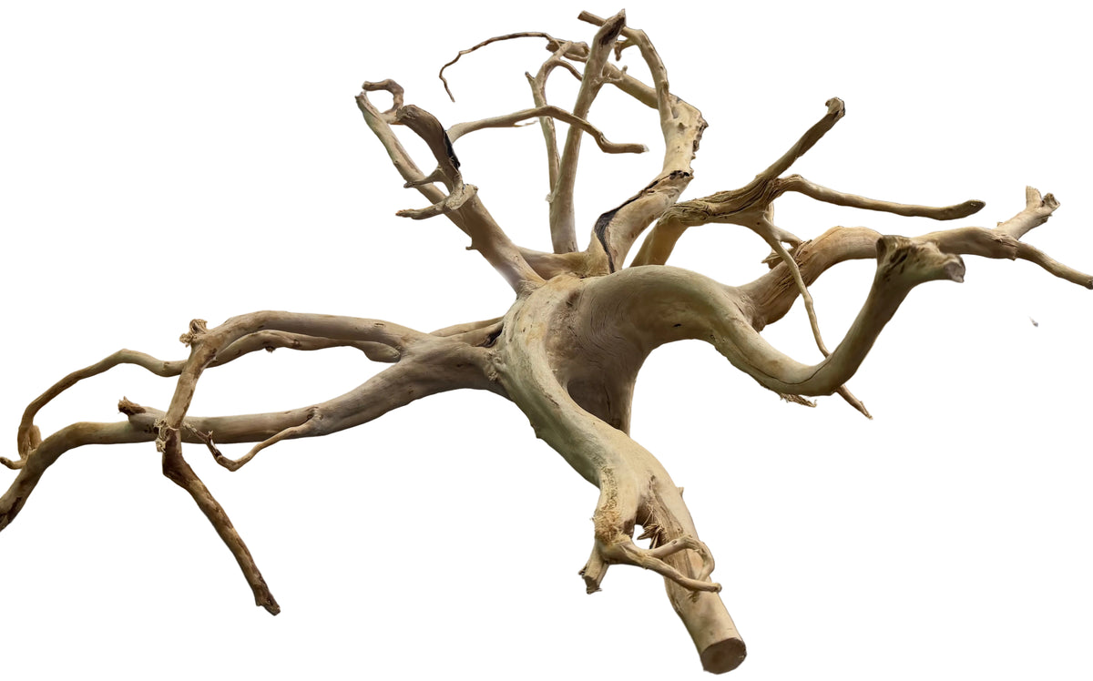 XX Large Piece Spiderwood