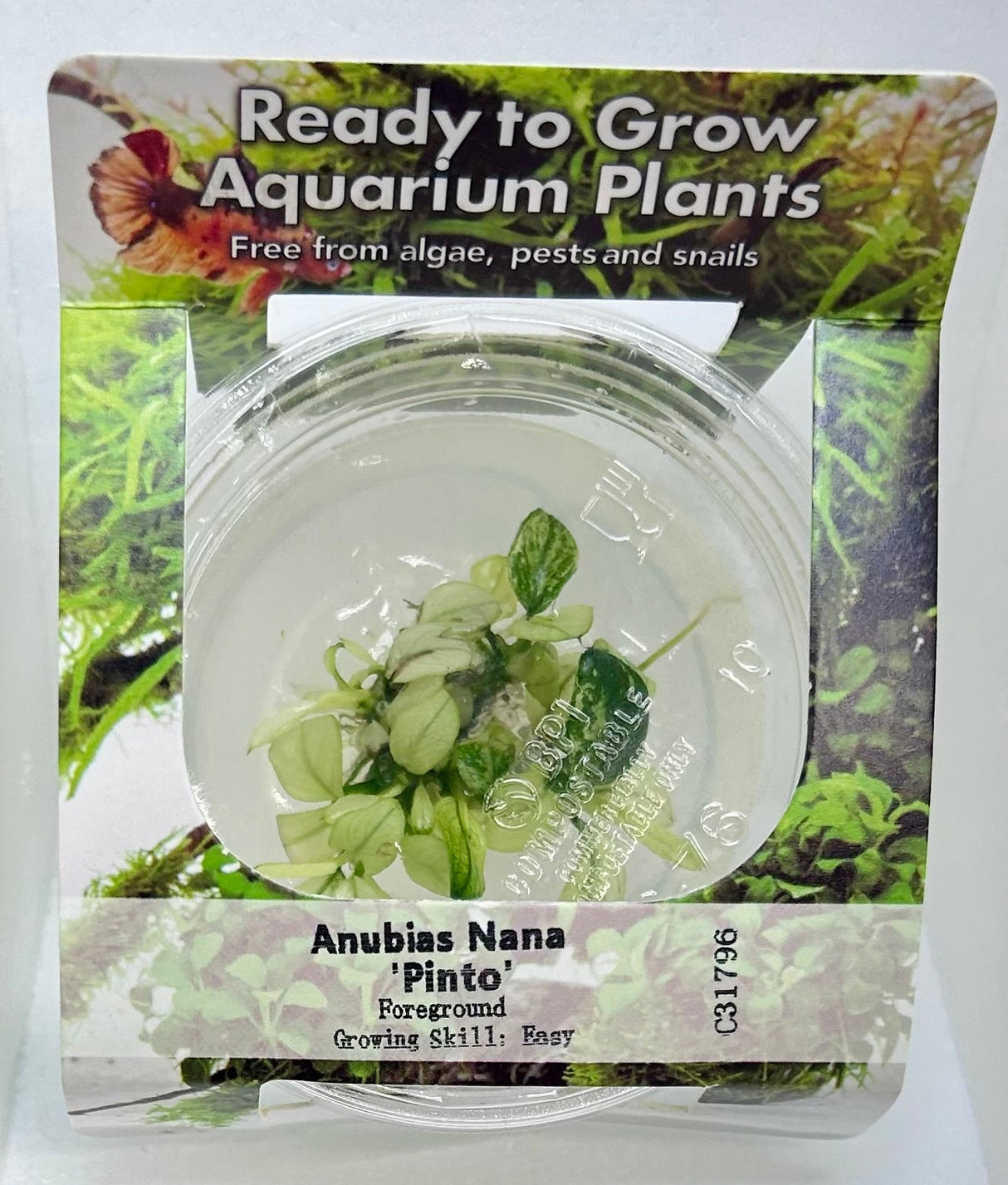 Anubias nana pinto Tissue Culture - C31796 | Tissue Cultures | Largest Tropical Fish Selection at Your Local Fish Store