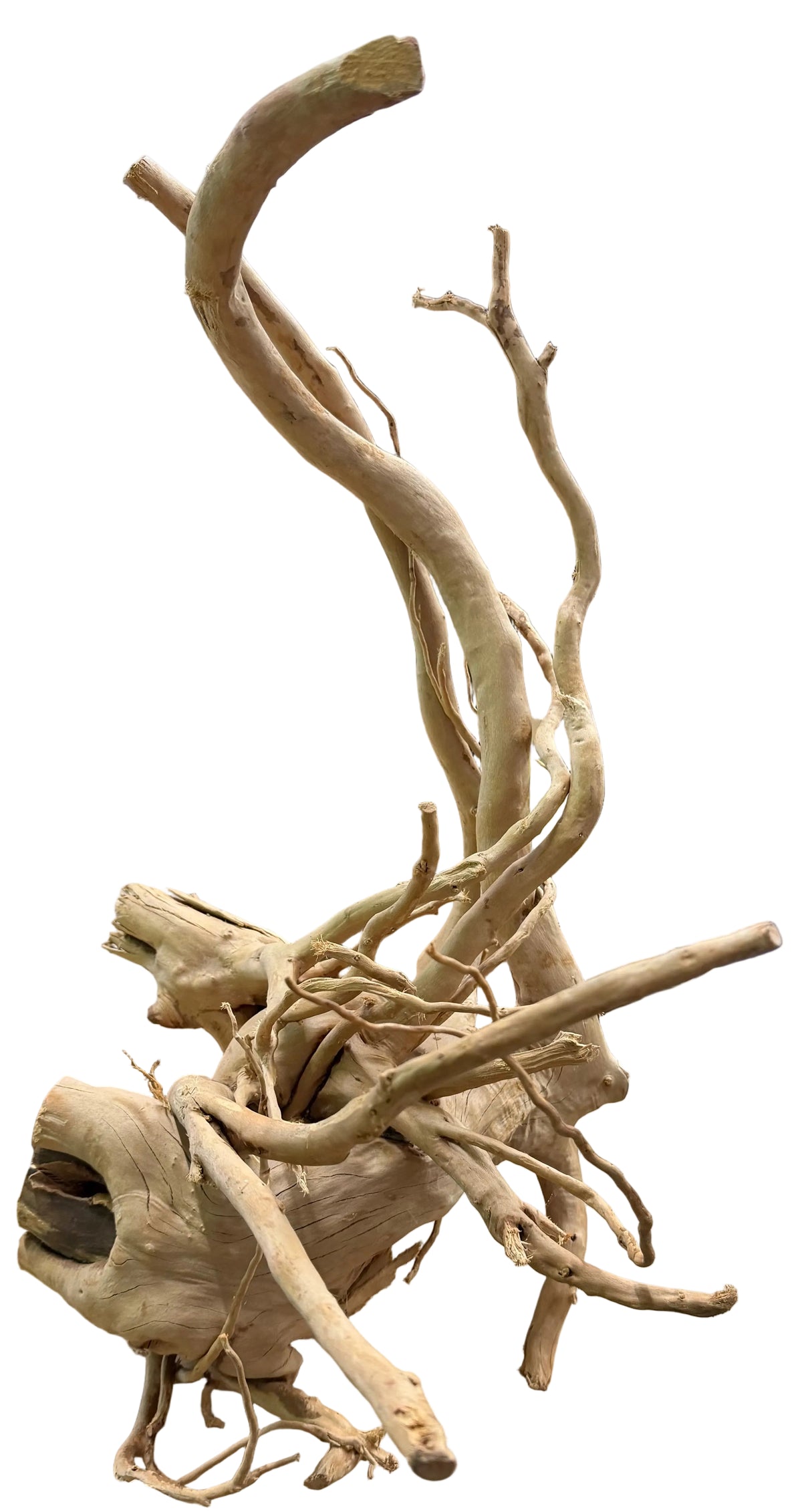 Large Piece of Spiderwood
