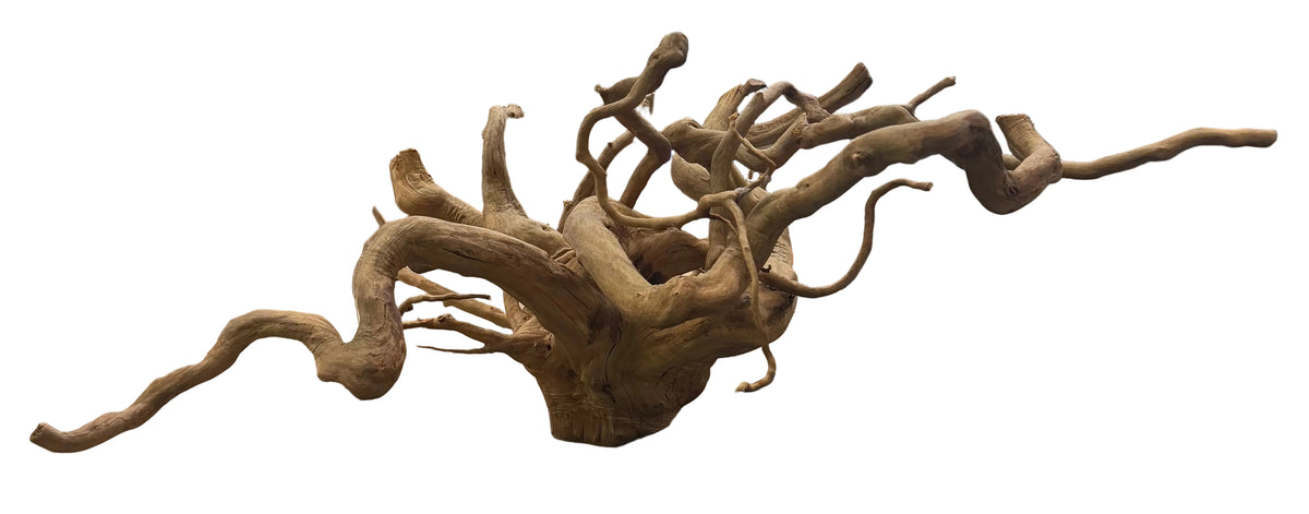 XX Large Piece Spiderwood