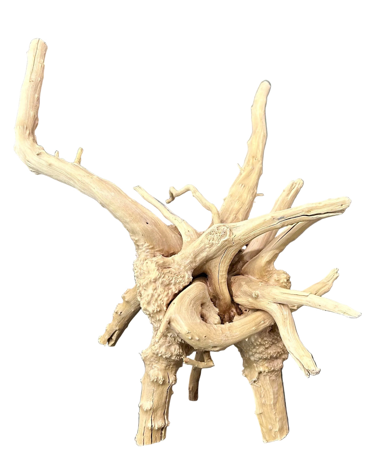 Spiderwood