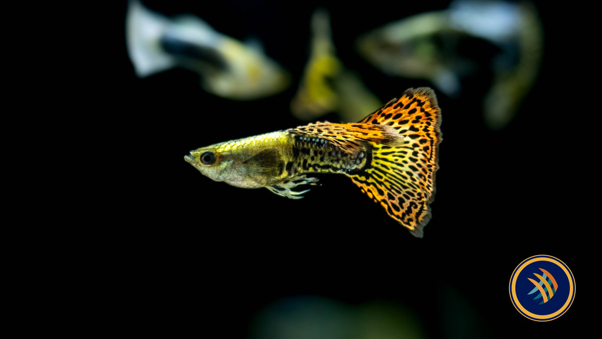 Fancy Guppy Male Assorted (Poecilia reticulata) | Livebearers | Largest Tropical Fish Selection at Your Local Fish Store