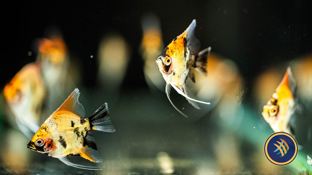 Red Devil Angelfish (3-4 cm) (Premium Grade) | Cichlids Badis & Gouramis | Largest Tropical Fish Selection at Your Local Fish Store