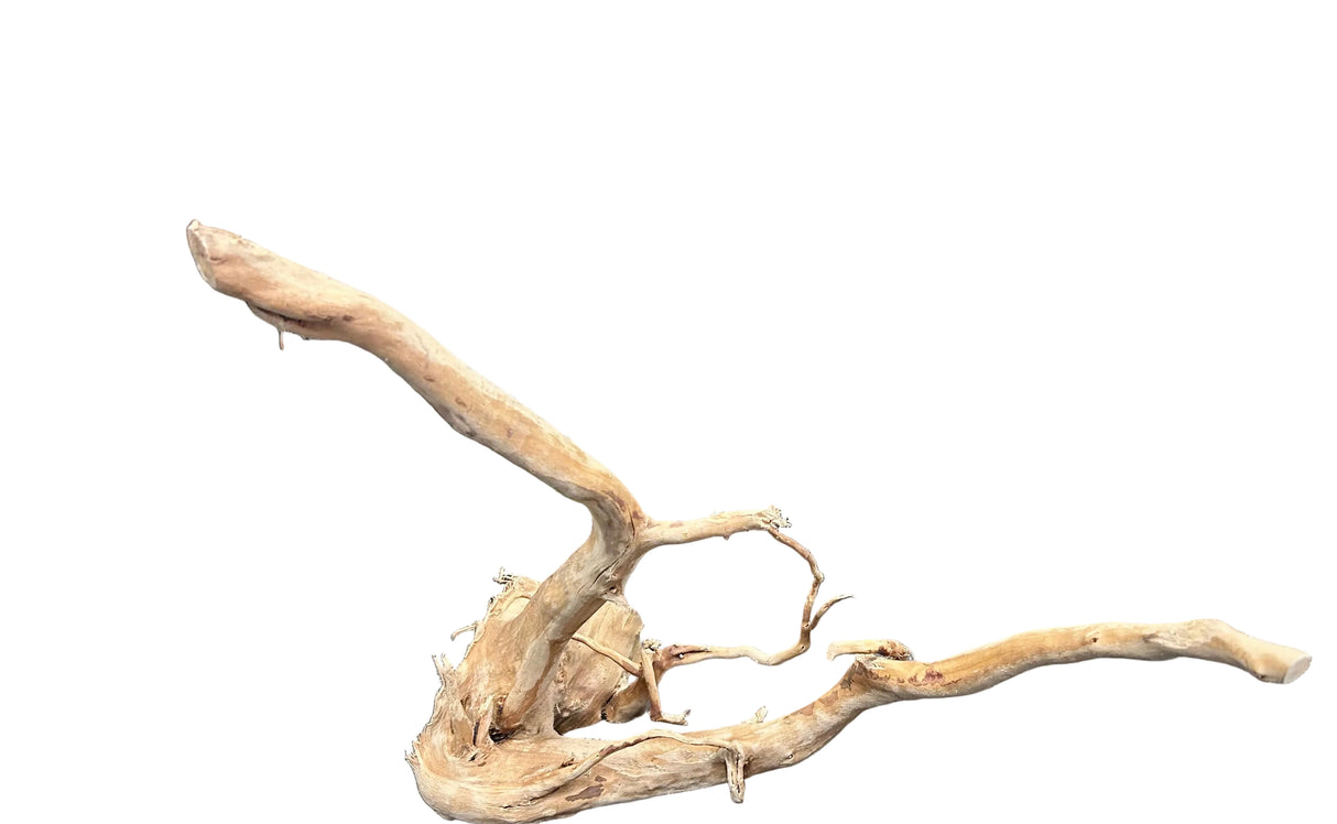 Large Spiderwood