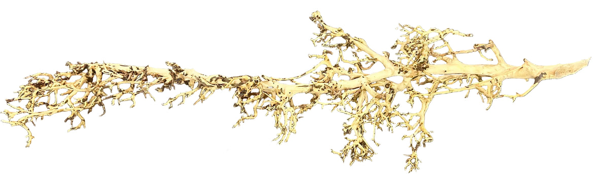 Thailand Branch Wood