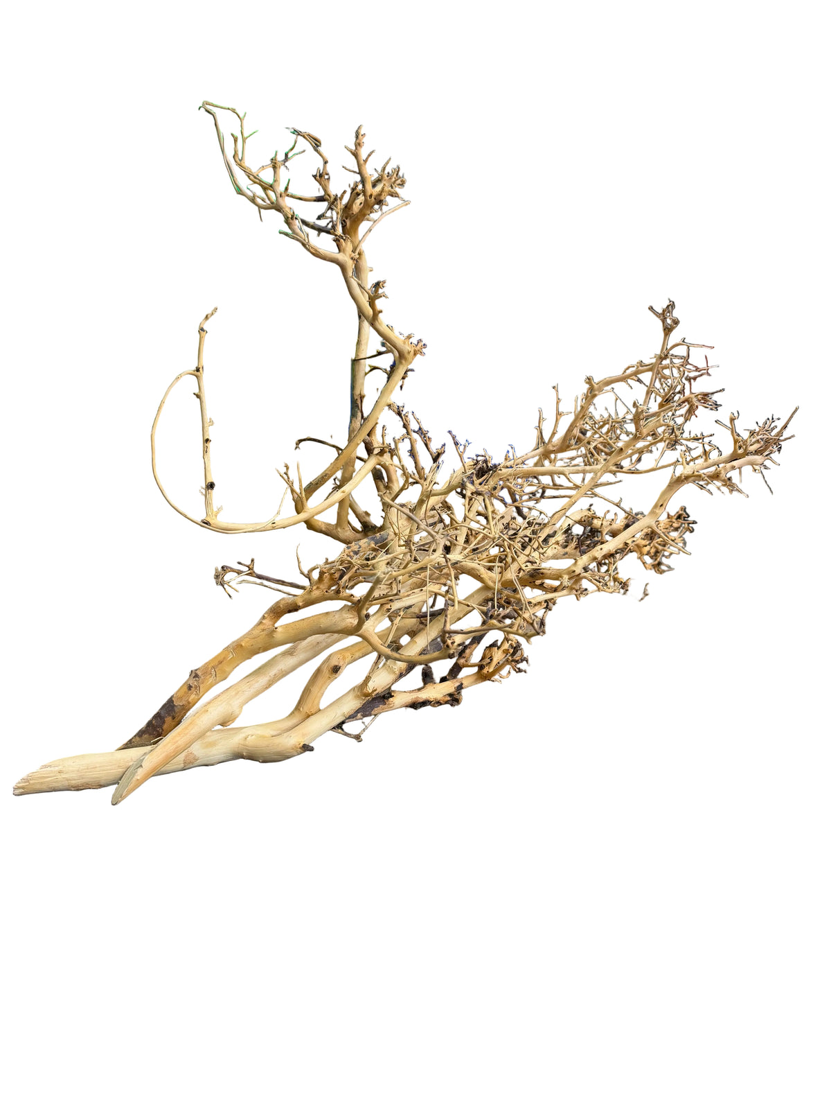 Thailand Branch Wood (3 pieces)