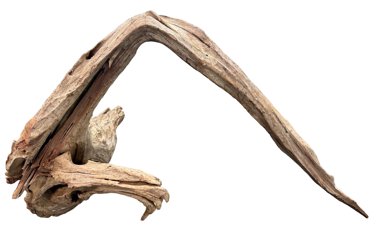Malaysian Sinking Driftwood