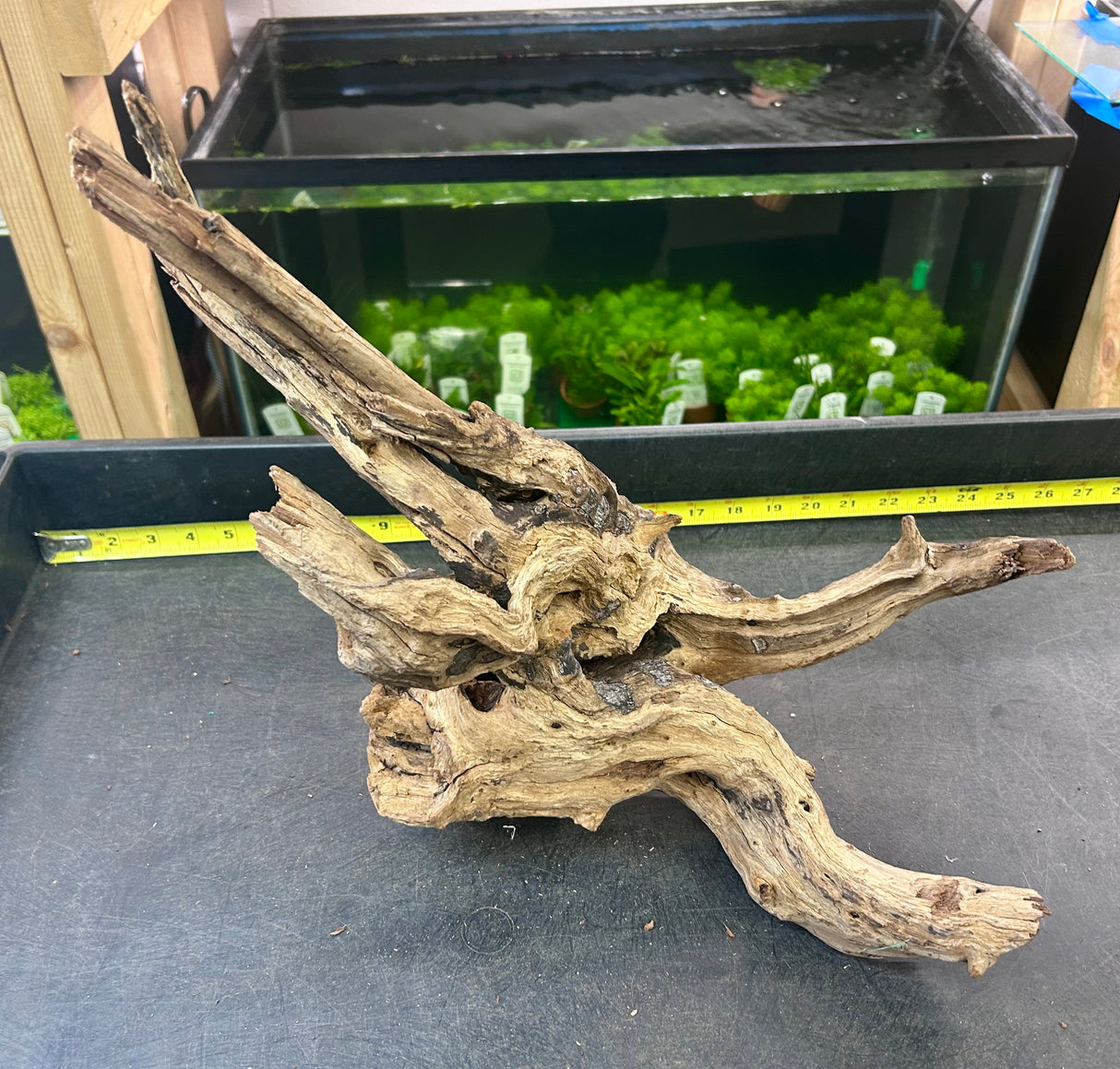 W.Y.S.I.W.Y.G.- 405 - Malaysian Mangrove Wood