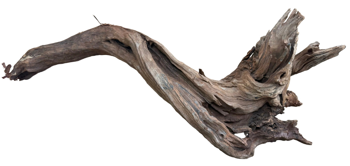 Malaysian Mangrove Sinking Driftwood