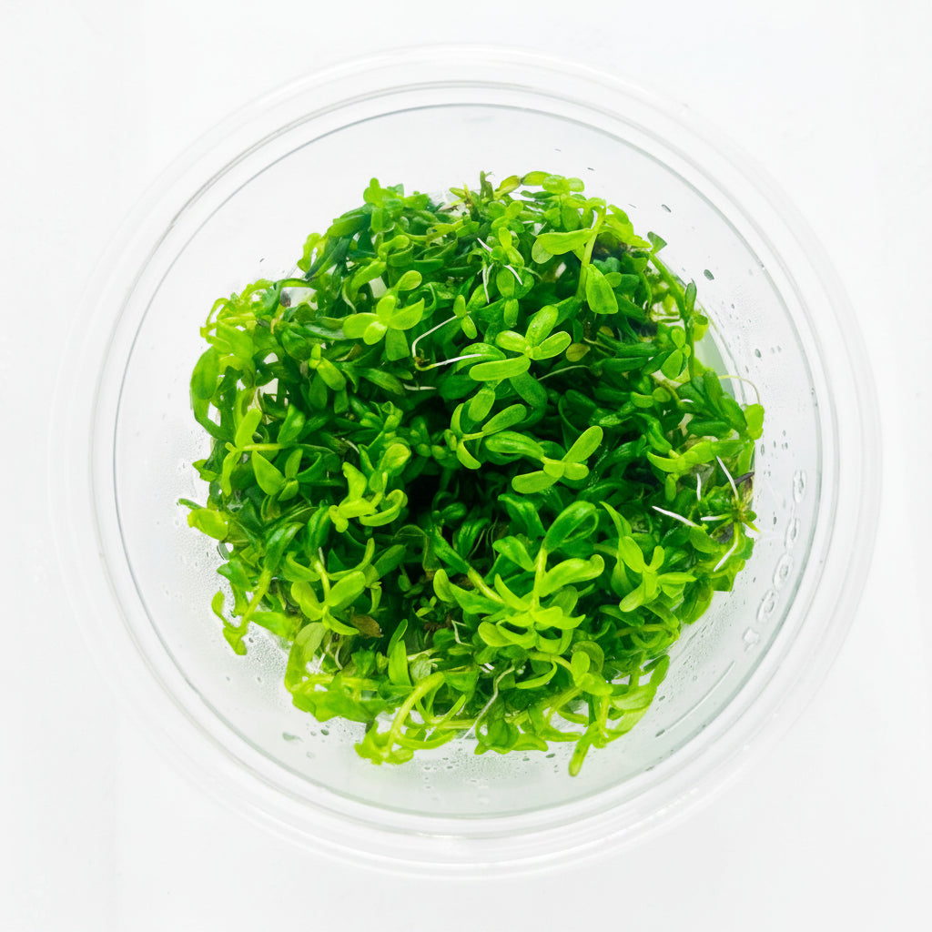 Rotala rotundifolia 'Green' Tissue Culture