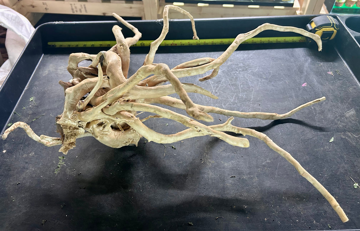 W.Y.S.I.W.Y.G.- 606 - Large Piece of Spiderwood