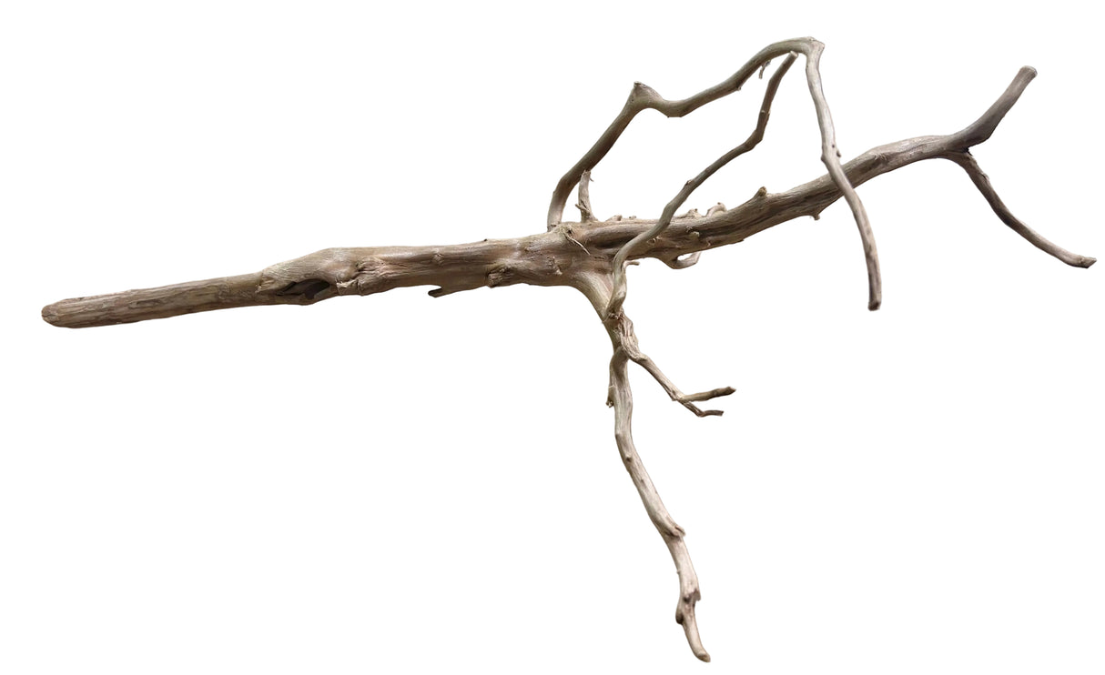 Red Moor Spiderwood 
