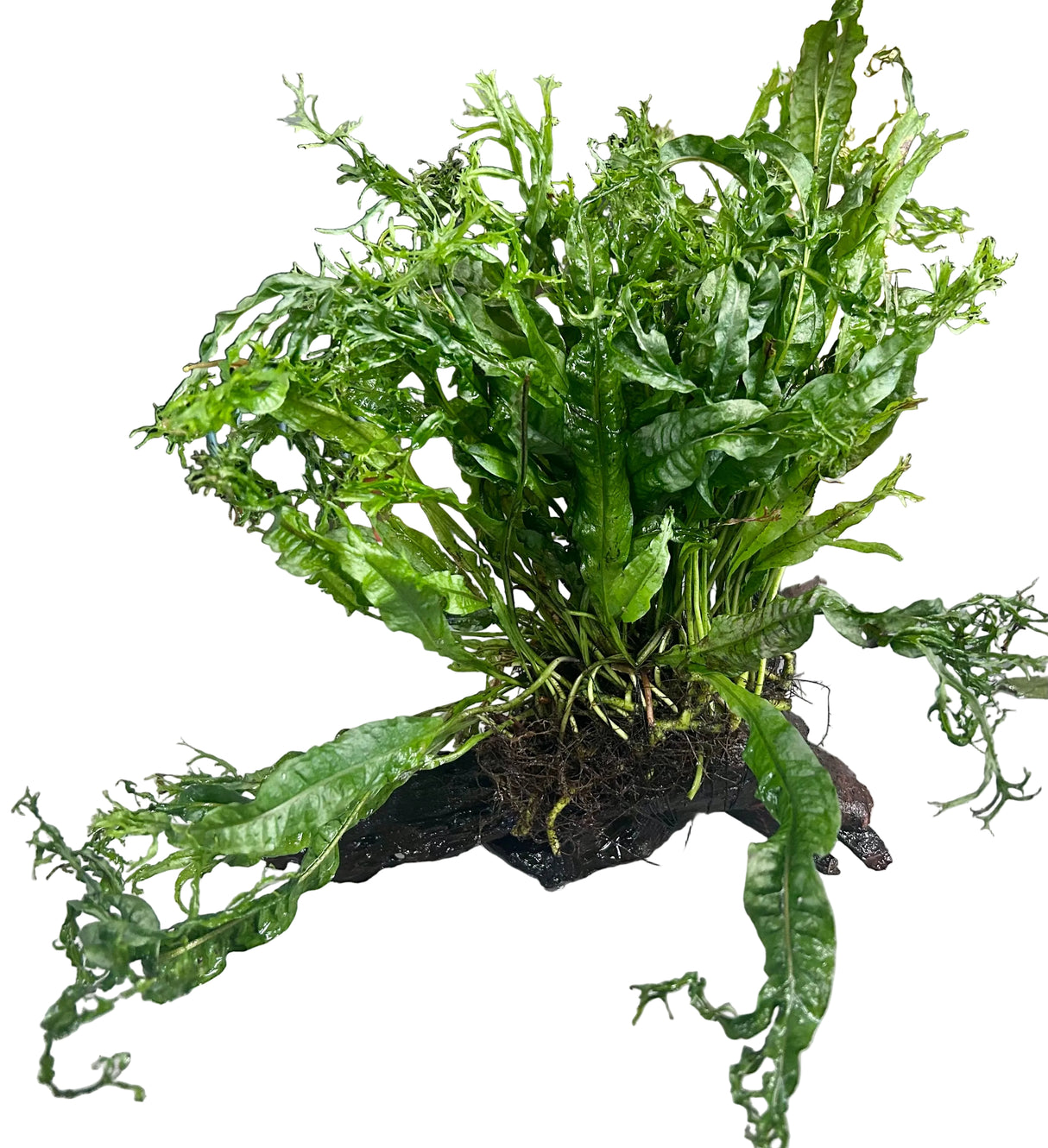 Microsorum pteropus Windelov on Large Driftwood