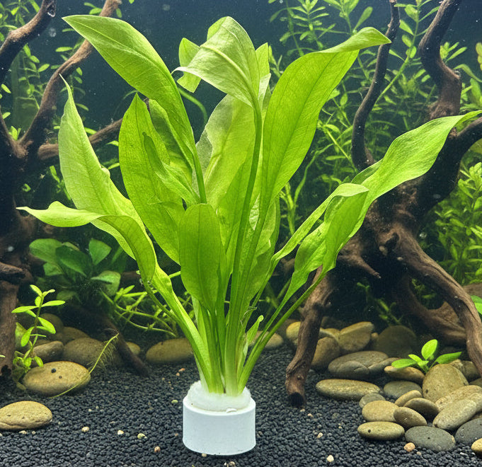 Echinodorus bleheri