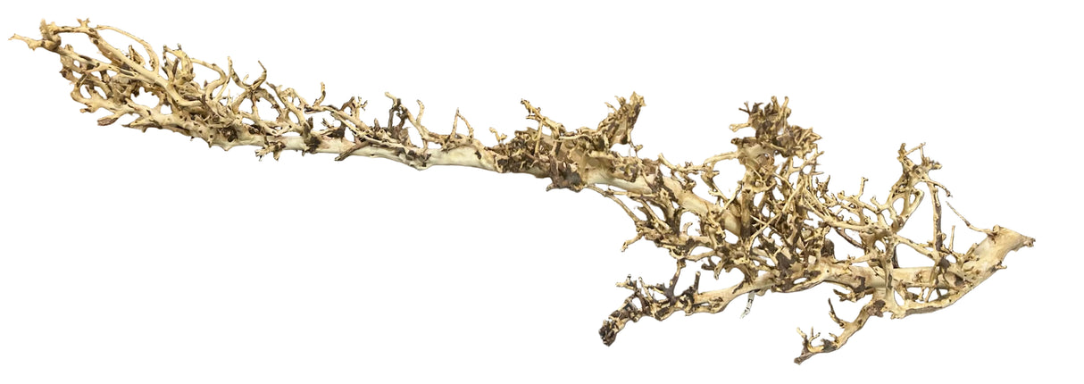 Thailand Branch Wood