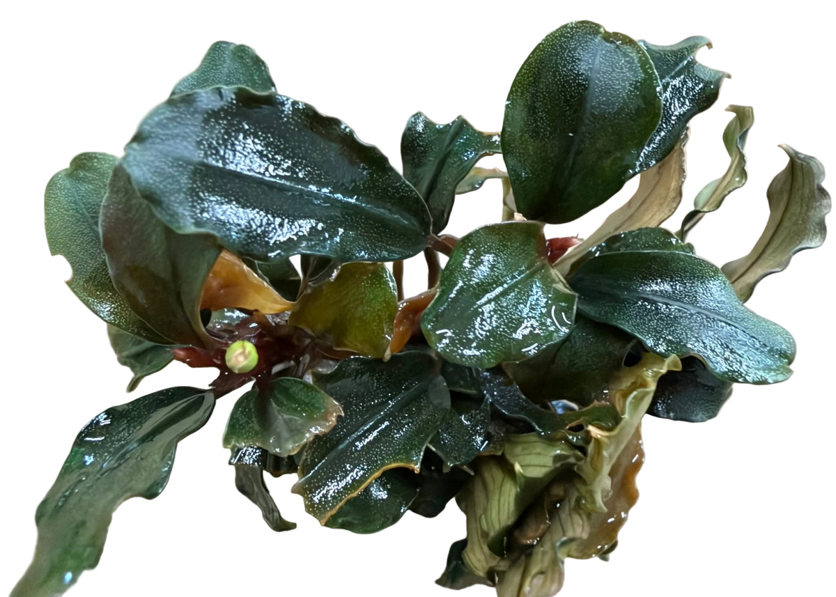 Bucephalandra Brownie Ghost Ulu Kapu - Bare Root - WL1677 | Potted Plants | Largest Tropical Fish Selection at Your Local Fish Store
