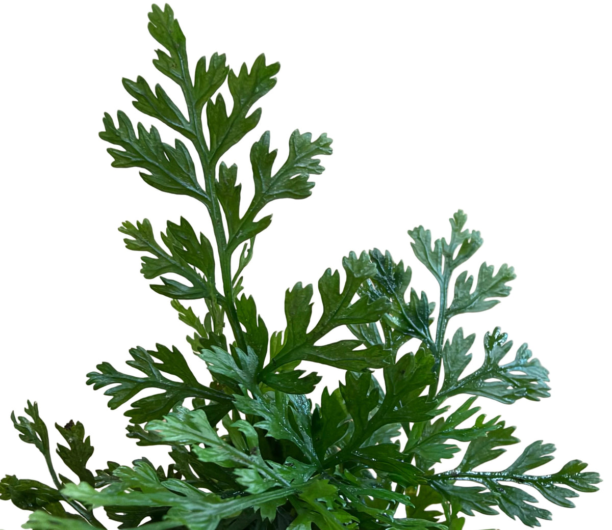 Bolbtis Difformis - Bare Root - WL1719 | Potted Plants | Largest Tropical Fish Selection at Your Local Fish Store