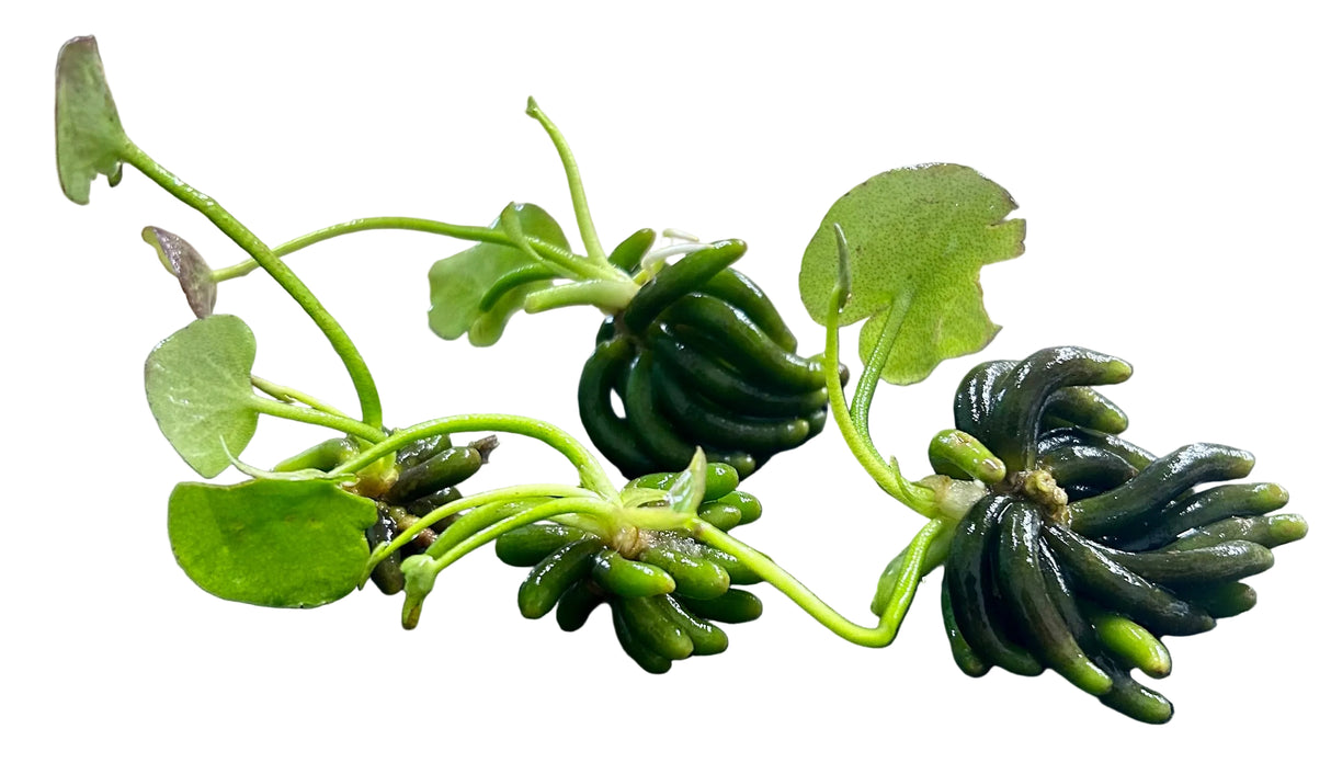 Nymphoides aquatica (Banana Plant)