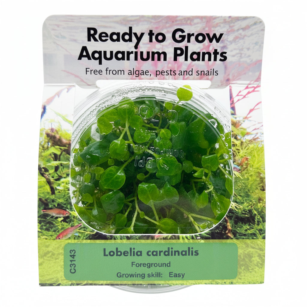 Lobelia cardinalis Tissue Culture