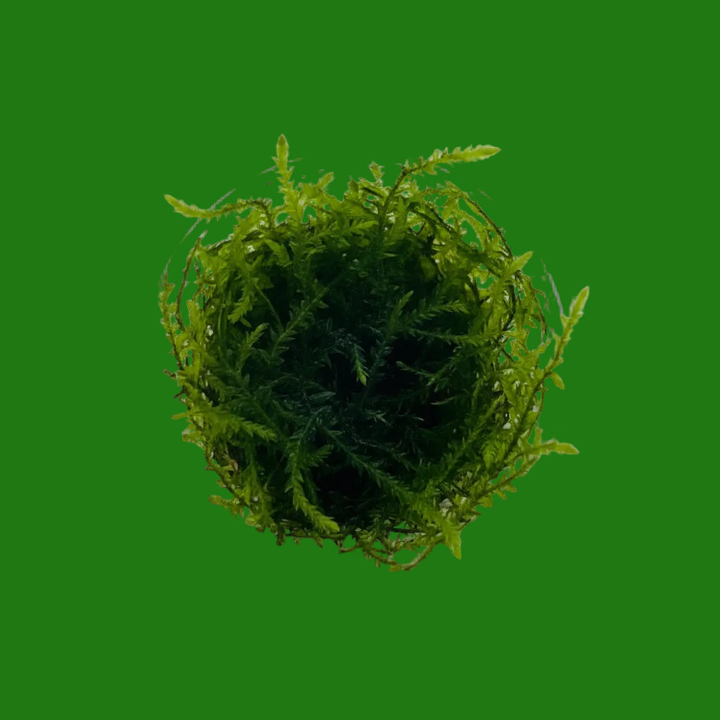 Taxiphyllum 'spiky' moss portion -| Potted Plants | Largest Tropical Fish Selection at Your Local Fish Store