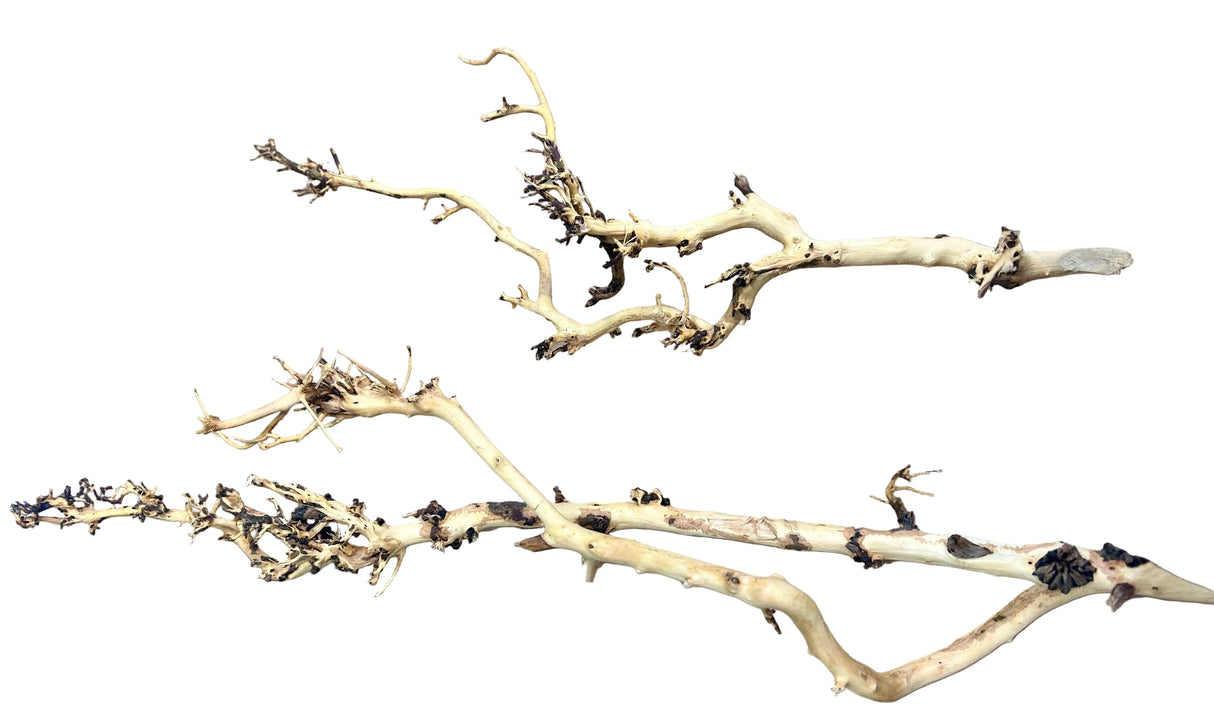 W.Y.S.I.W.Y.G.- 2009 - Thailand Branch Wood | Substrates & Hardscape | Largest Tropical Fish Selection at Your Local Fish Store