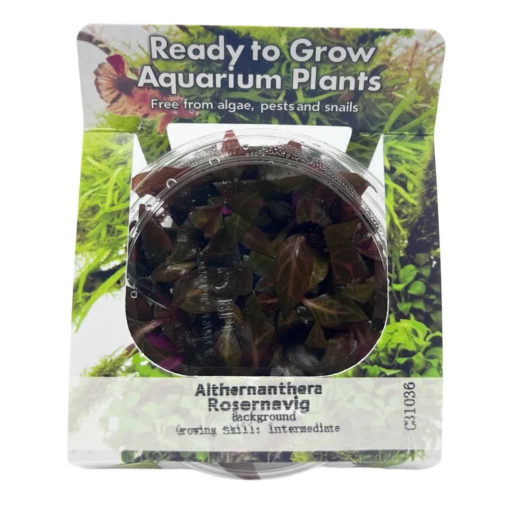 Alternanthera reineckii rosernavig Tissue Culture - Largest Tropical Fish Selection at Your Local Fish Store