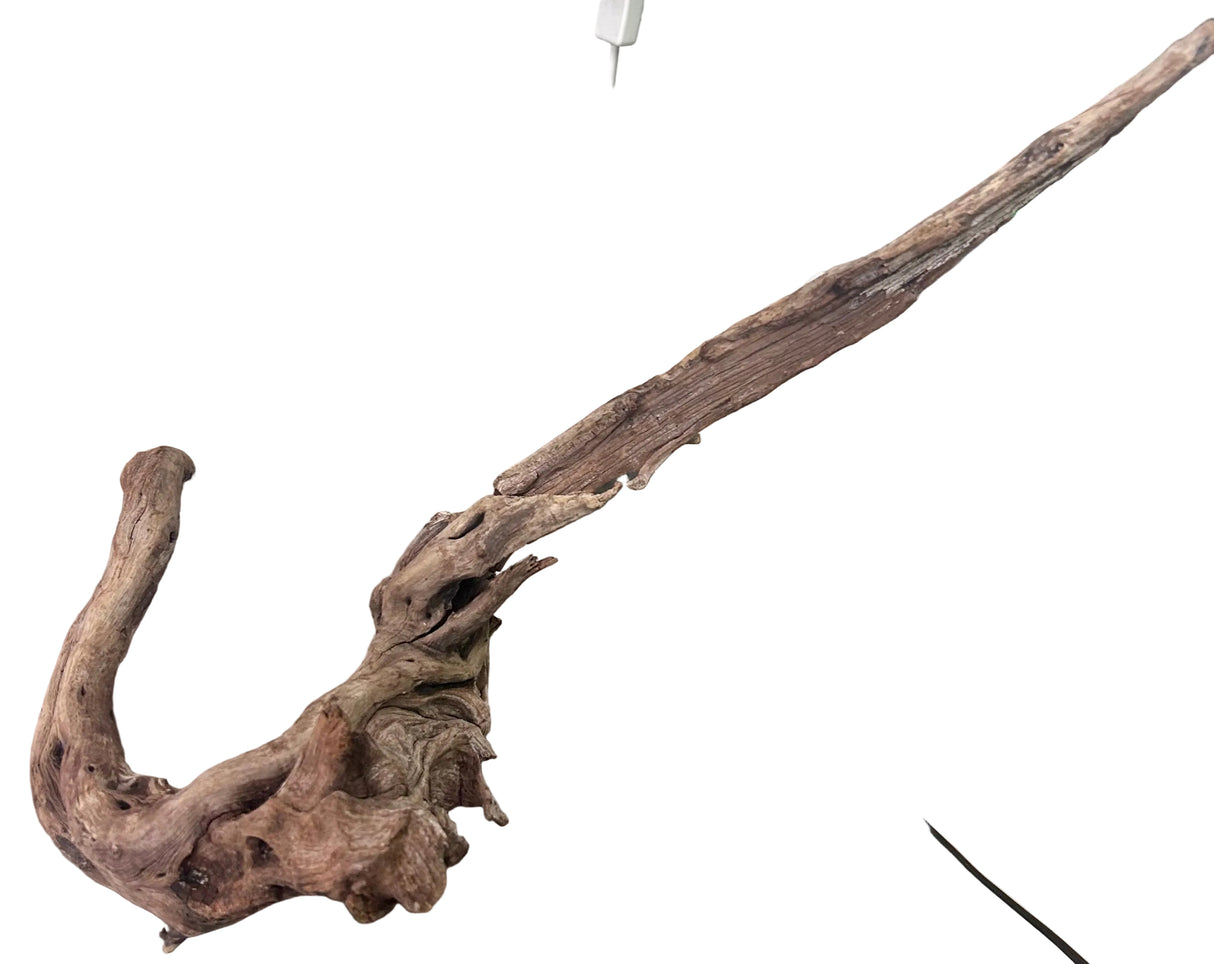 Malaysian Mangrove Sinking Driftwood