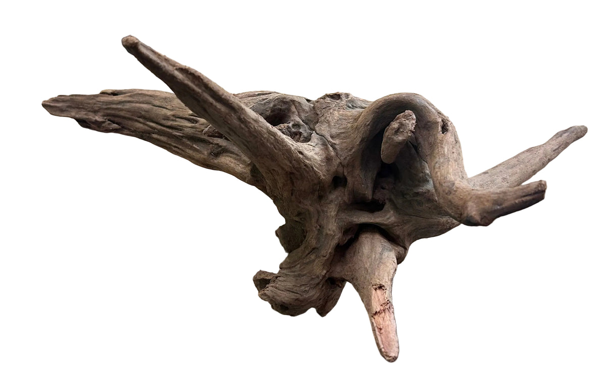Malaysian Mangrove Sinking Driftwood