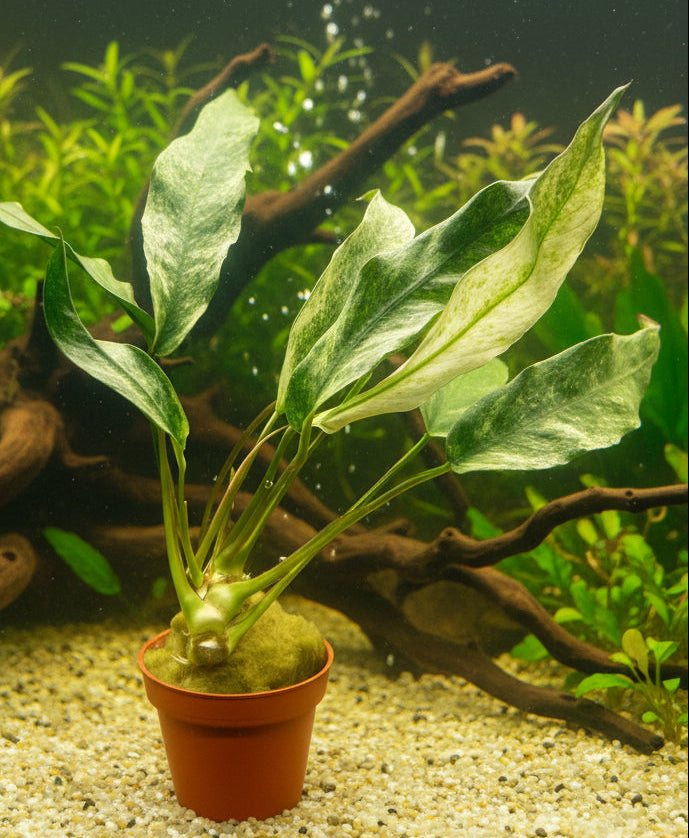 Anubias lanceolata variegated Potted - WP020 | Potted Plants | Largest Tropical Fish Selection at Your Local Fish Store