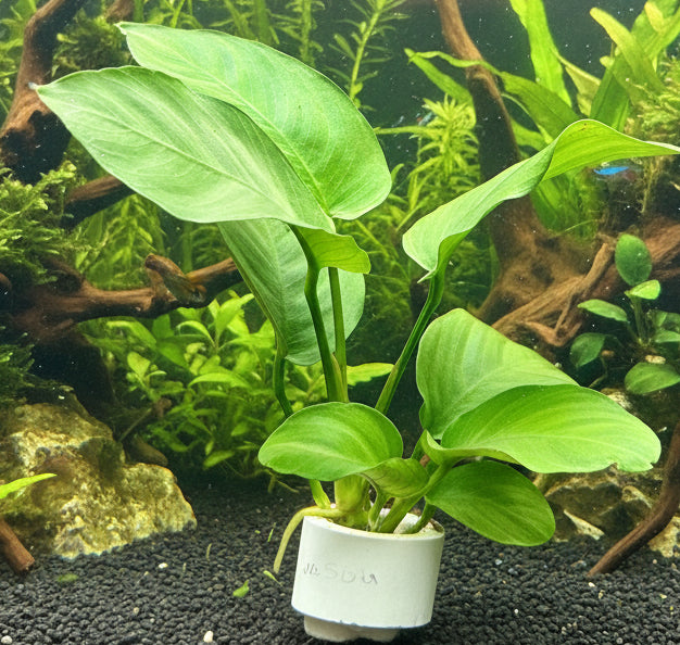Anubias barteri var. barteri 'Broad leaf