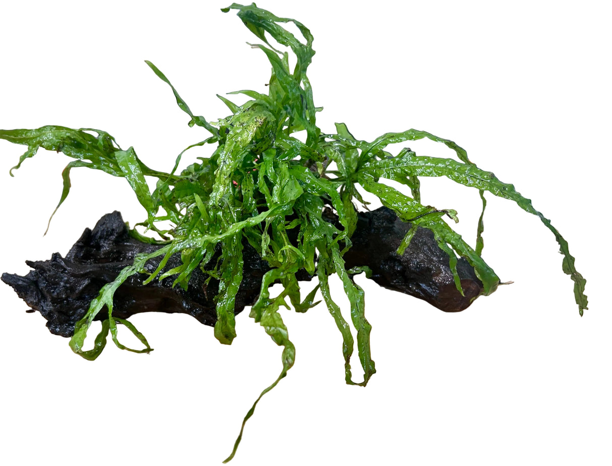 W.Y.S.I.W.Y.G. 4000 - Java Fern ‘Trident’ (Microsorum pteropus ‘Trident’) on - Driftwood | Potted Plants | Largest Tropical Fish Selection at Your Local Fish Store