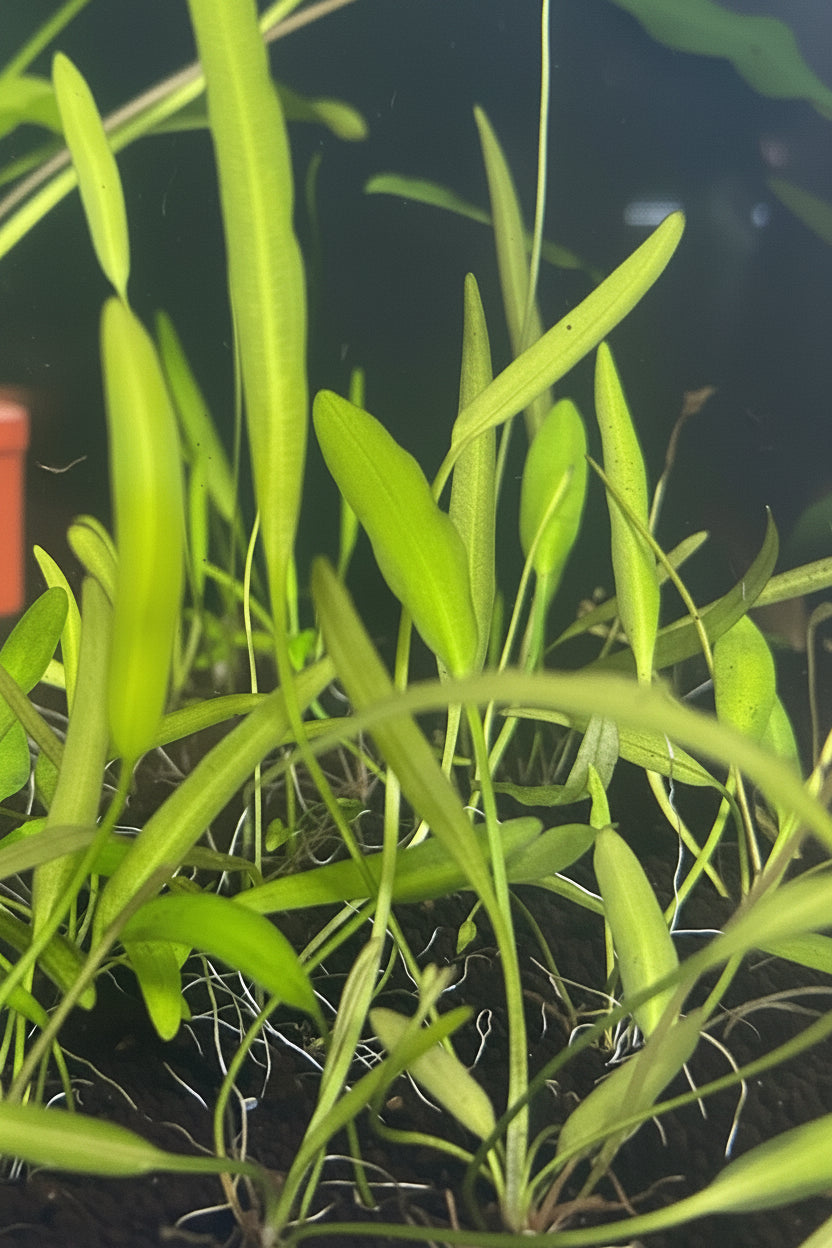 Aponogeton natans-bulb