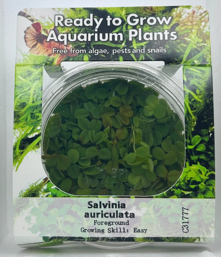 Salvinia auriculata Tissue Culture