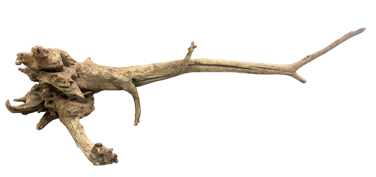 Malaysian Mangrove Sinking Driftwood
