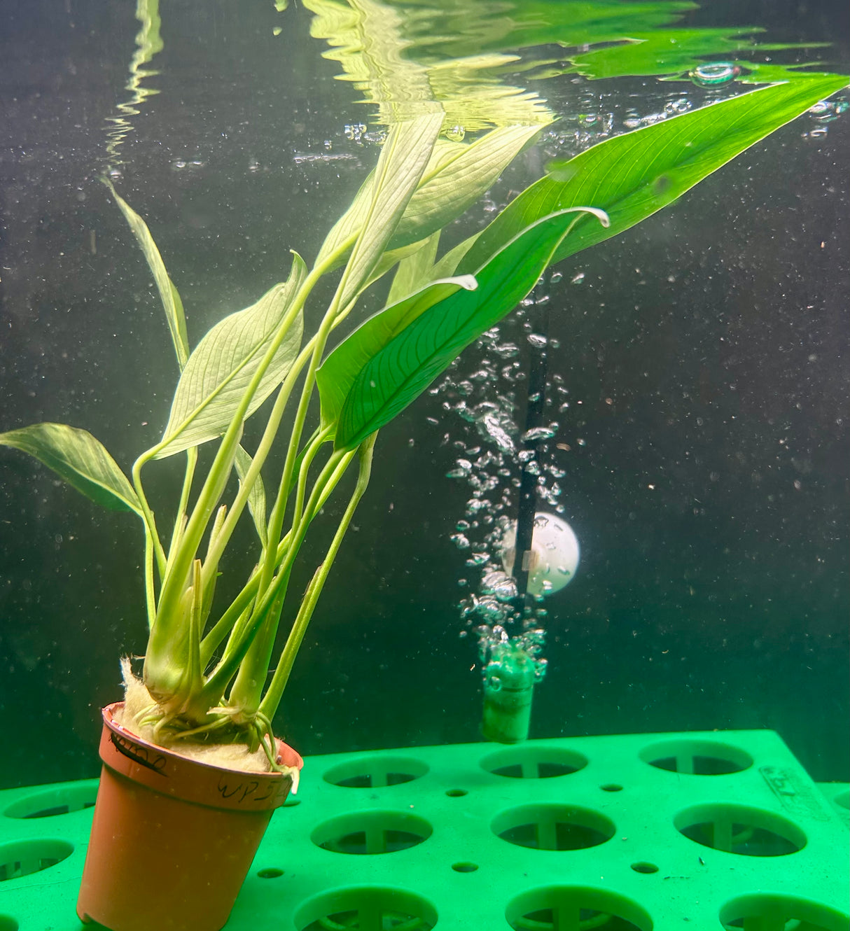 Anubias afzeli Potted - WP523