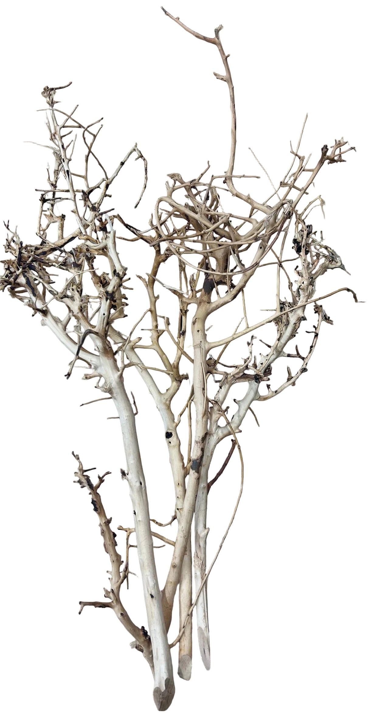 Thailand Branch Wood