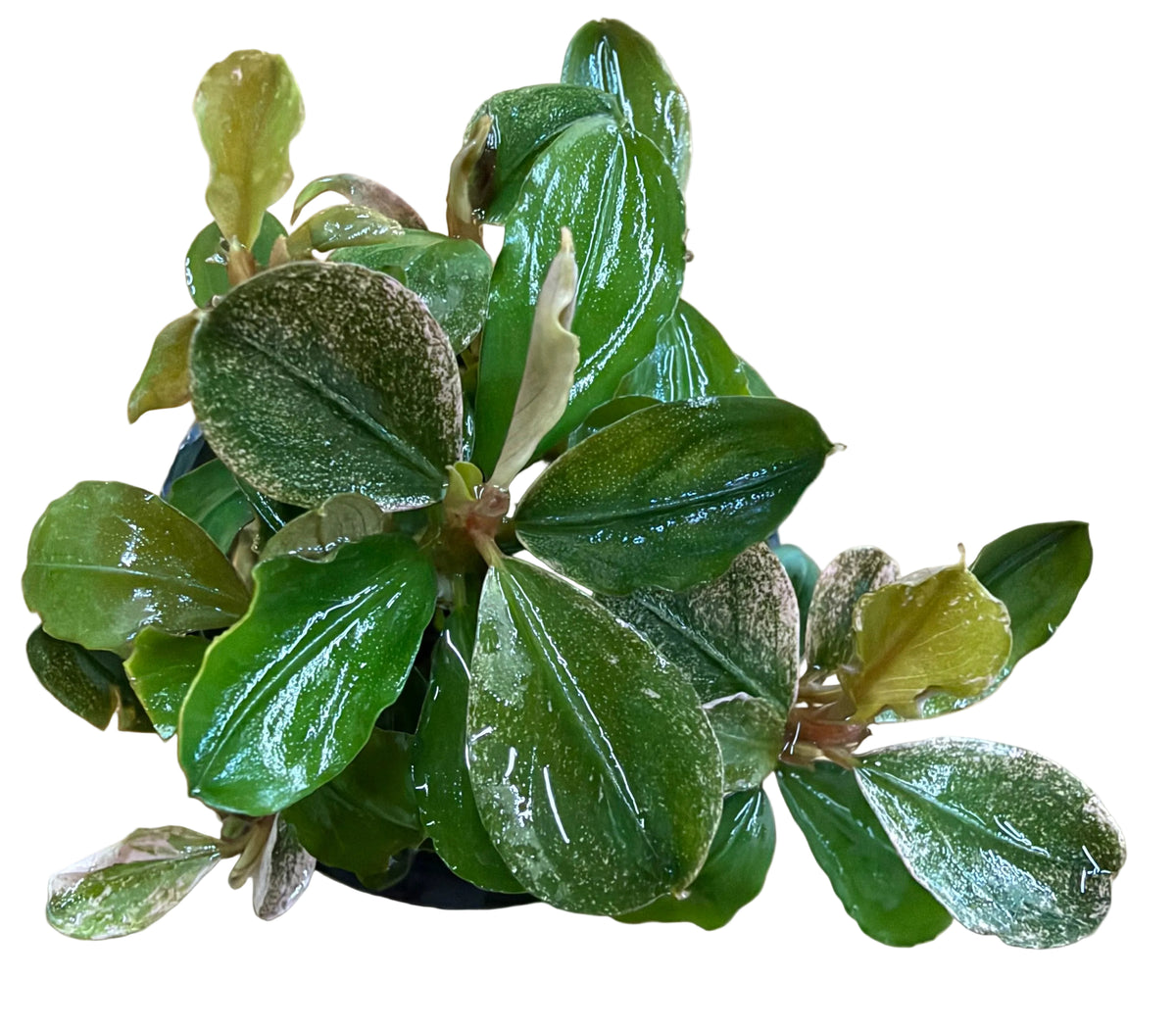 Bucephalandra Pink Malawi - Potted - WP1829 | Potted Plants | Largest Tropical Fish Selection at Your Local Fish Store