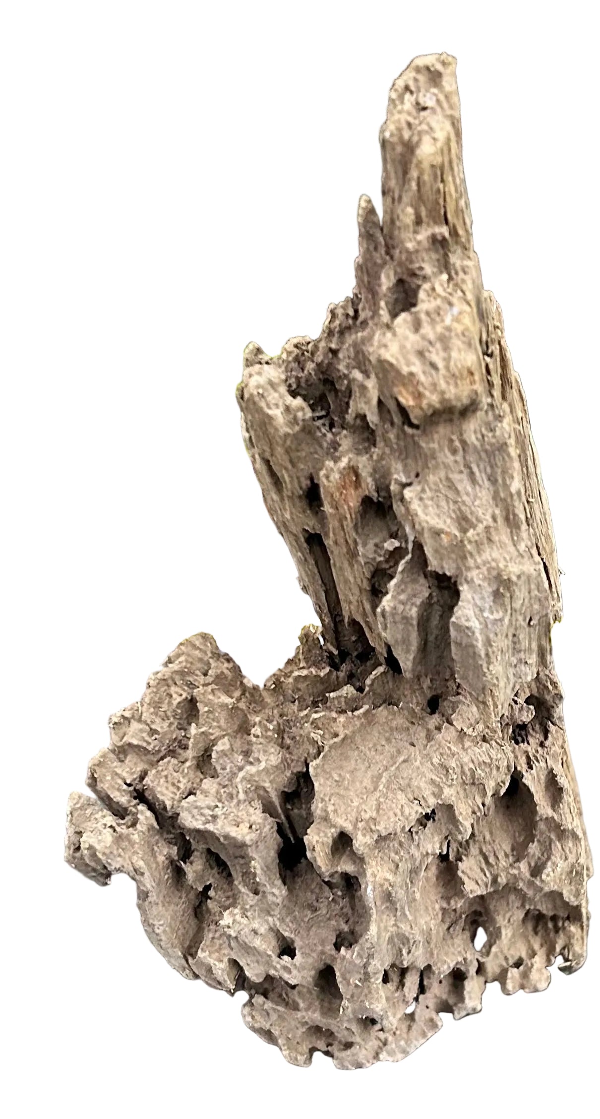 Texture / Shrimp Driftwood