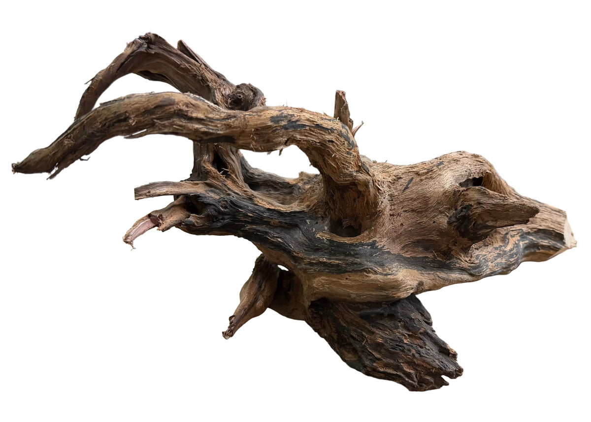 Malaysian Sinking Driftwood