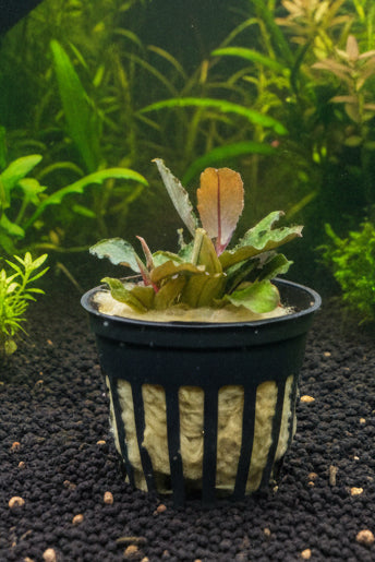 Bucephalandra brownie blue Potted - WP1679 | Potted Plants | Largest Tropical Fish Selection at Your Local Fish Store