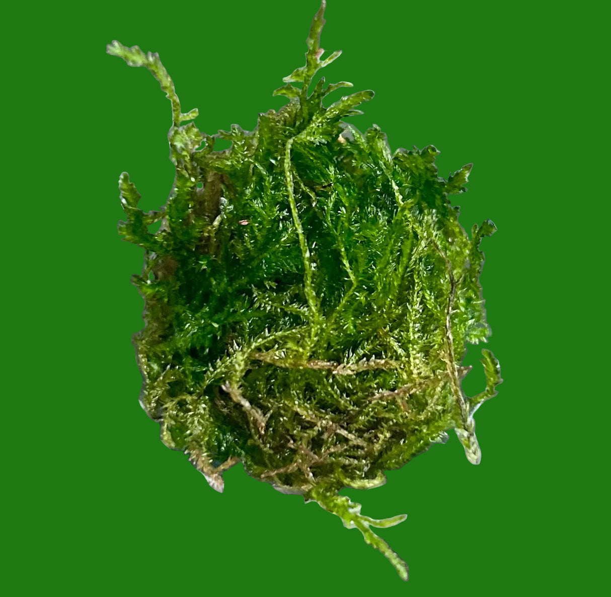 Taxiphyllum sp.'Flame moss' portion - WP1281 | Potted Plants | Largest Tropical Fish Selection at Your Local Fish Store